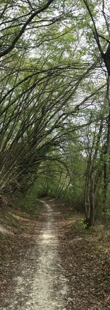 Sentiero nel bosco intorno al casale